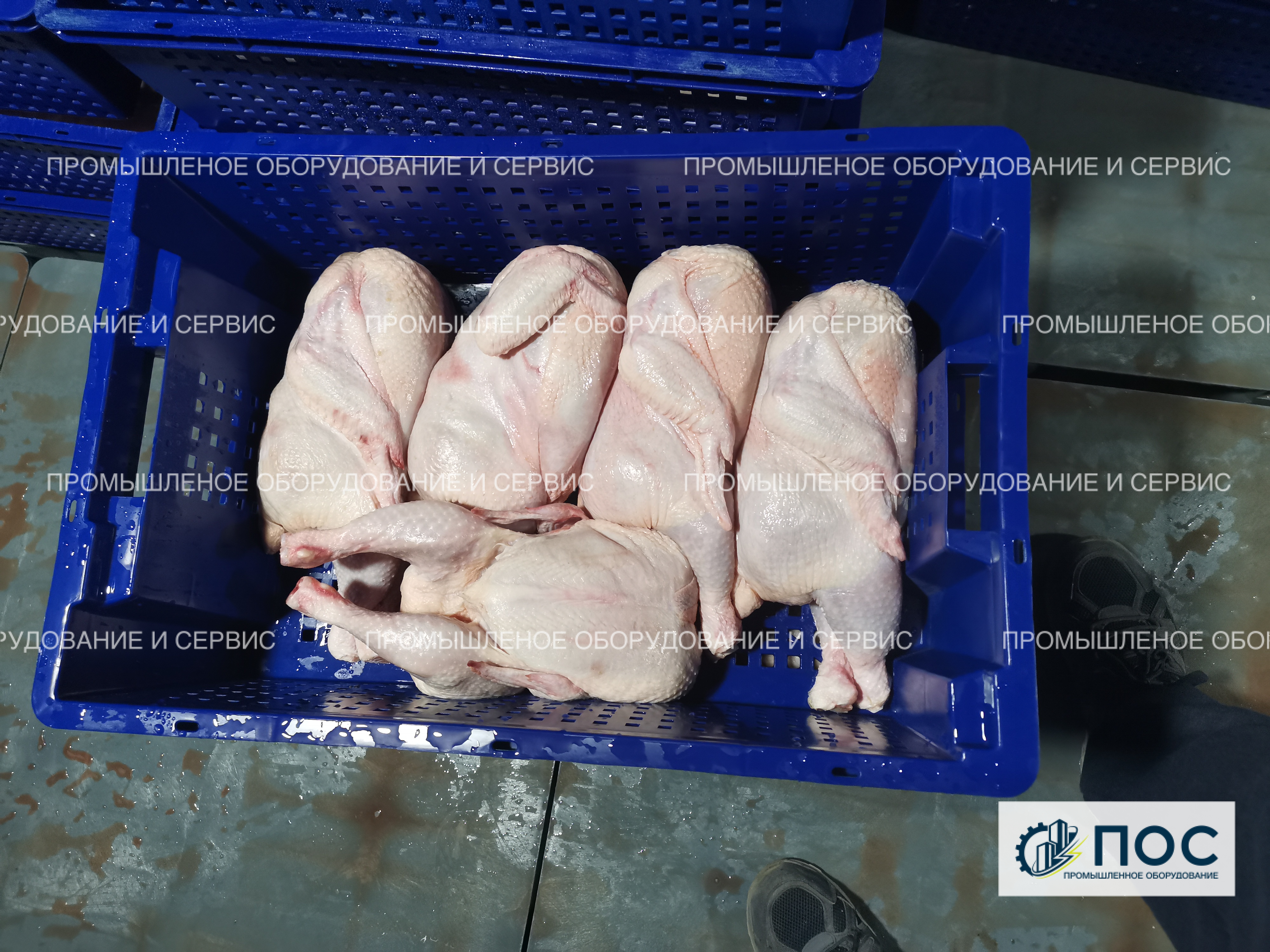 Дефростер для птицы (курицы) запущен в Амурской области
